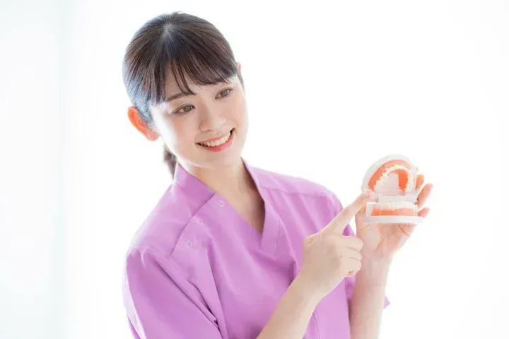 歯の模型をもつ歯科衛生士
