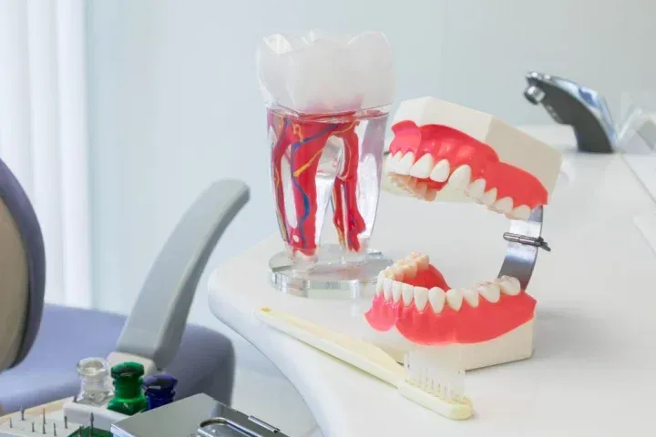 歯の模型と歯ブラシ