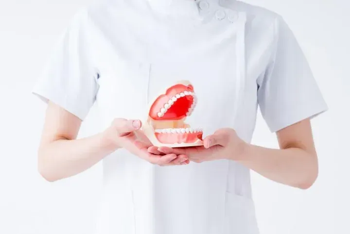 歯の模型を持つ医師