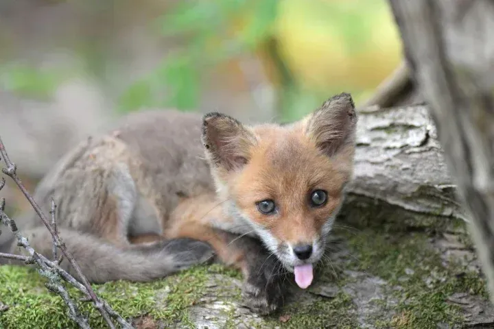 舌を出す狐の赤ちゃん